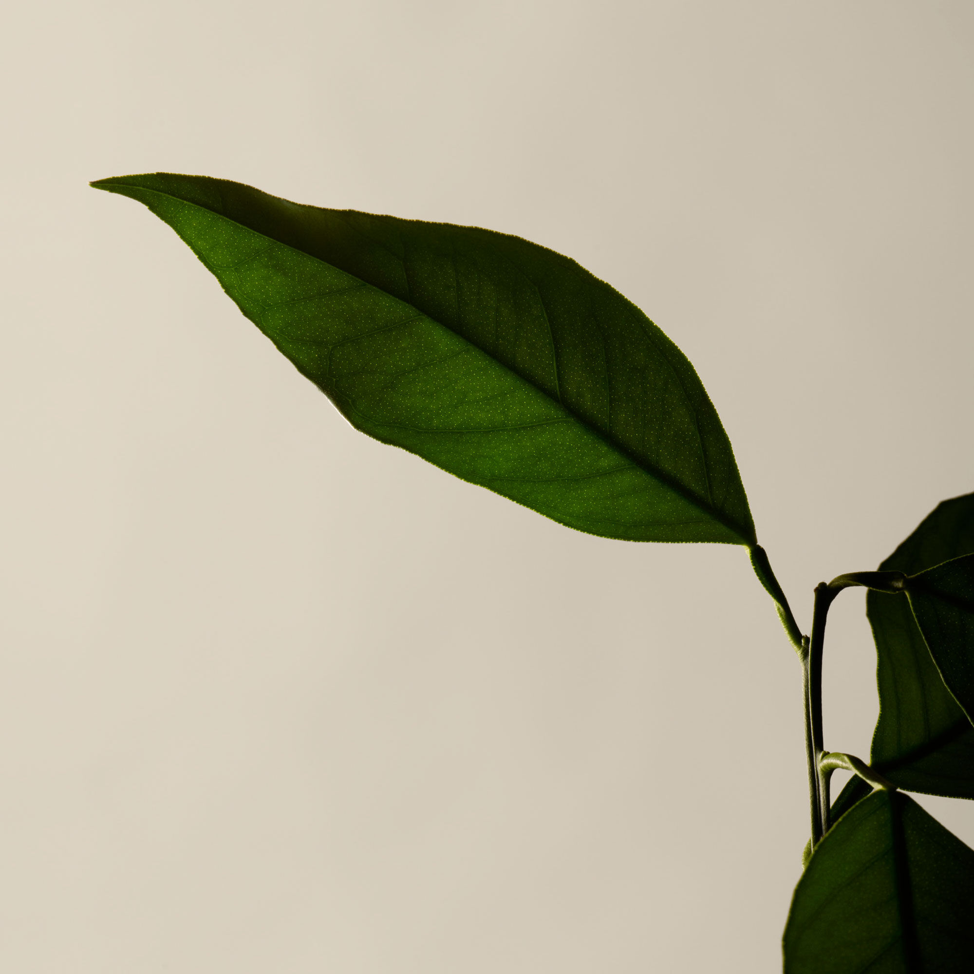 Baume Aromatique Reverence pour les Mains