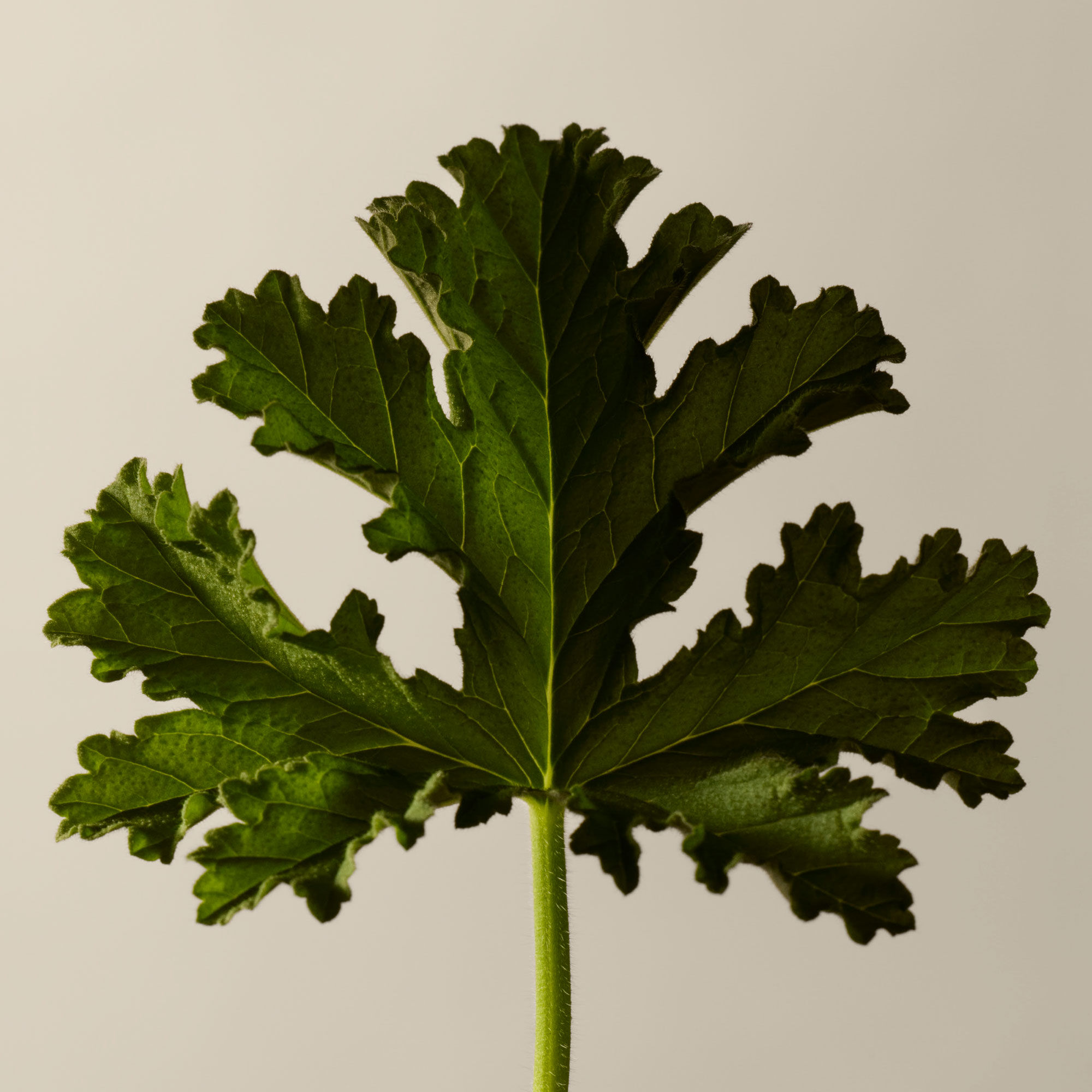 Duo a la Feuille de Geranium