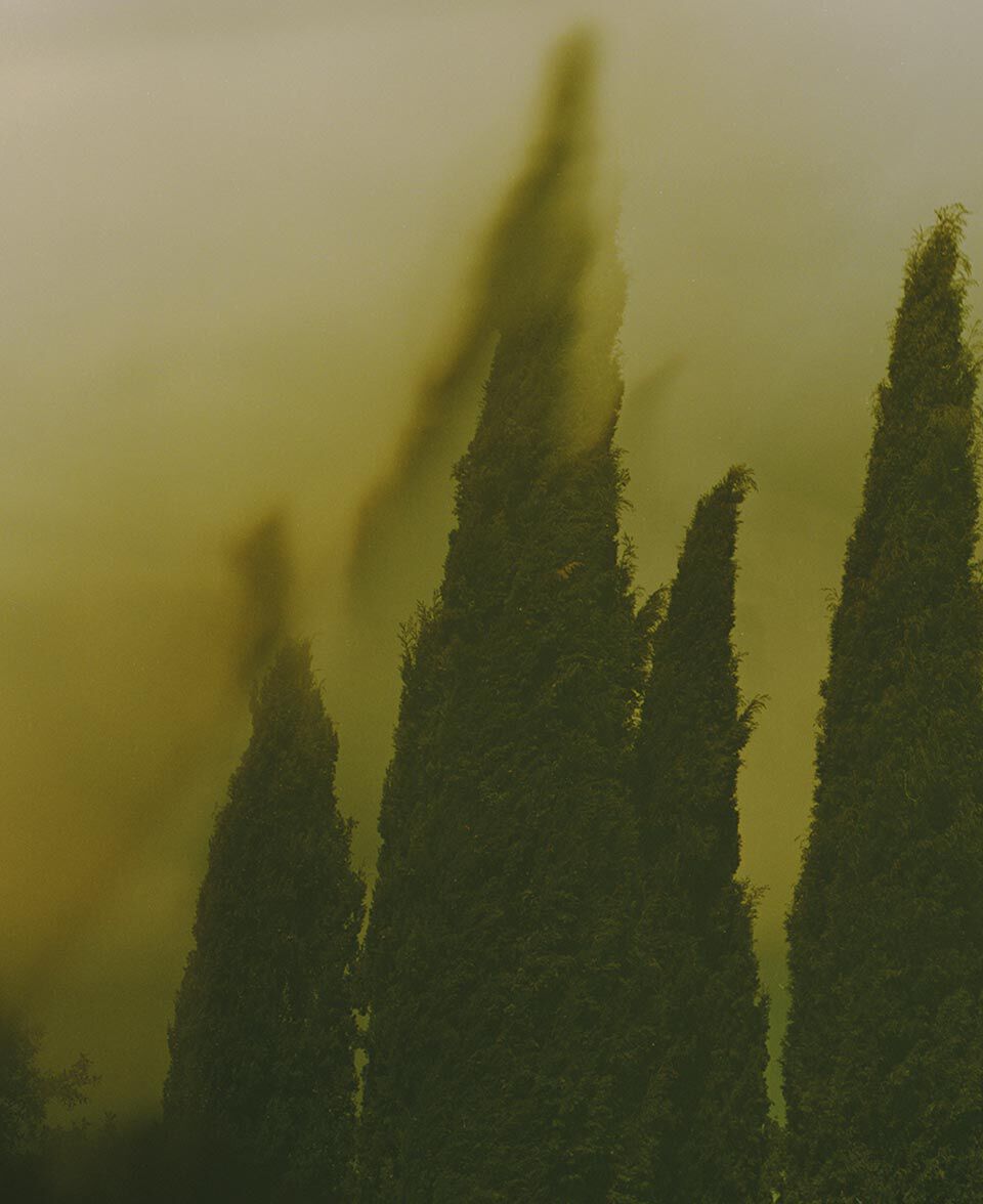 De sombres arbres semblables a des cypres s’estompant dans un paysage brumeux jaune-vert.