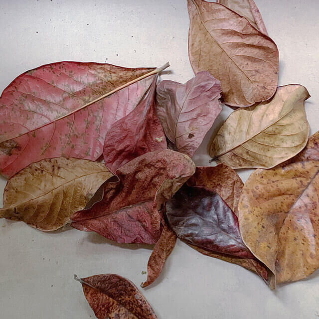 The Sensorialist Image