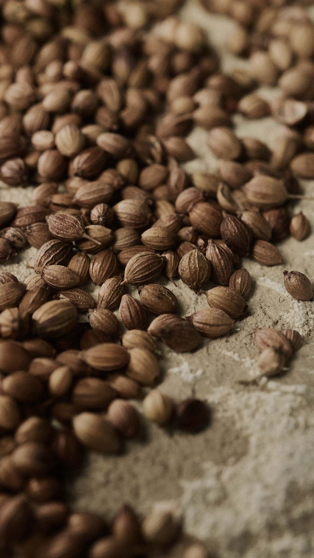 Close-up of coriander seeds scattered across a pale textured surface.