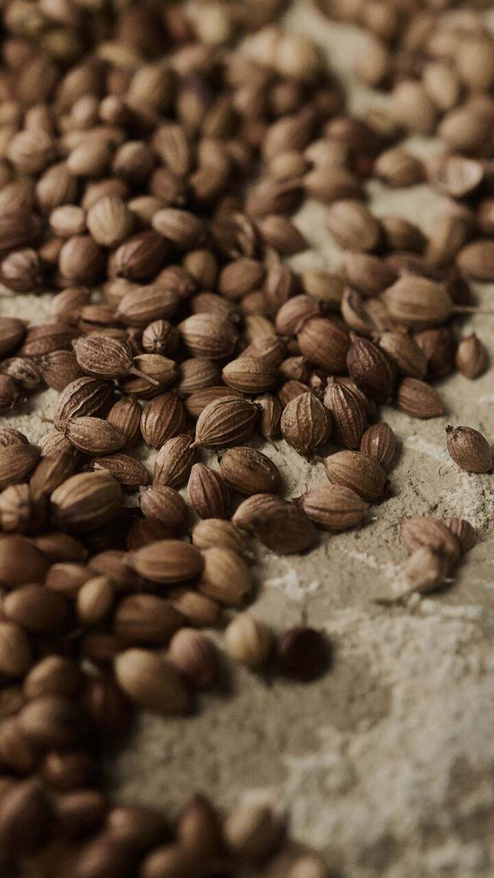 Close-up of coriander seeds scattered across a pale textured surface.