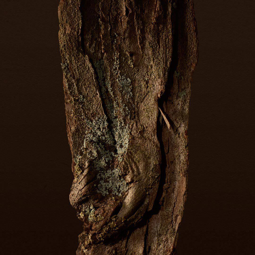 Close-up of textured tree bark with lichen against a dark background.
