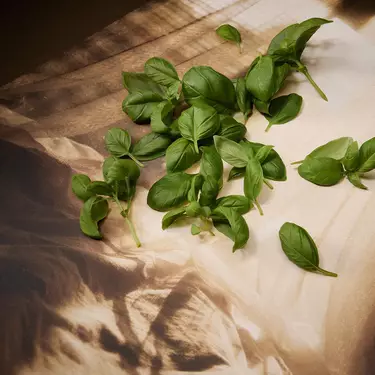 Feuilles de basilic vert frais eparses sur du papier brun et creme plie, eclairees par une lumiere directionnelle qui dessine des ombres nettes et revele la texture des feuilles.