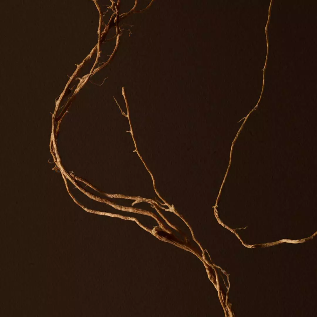 Close-up of fine branches crossing a dark brown background.