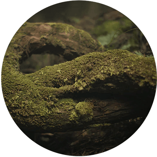 Ingredient Image