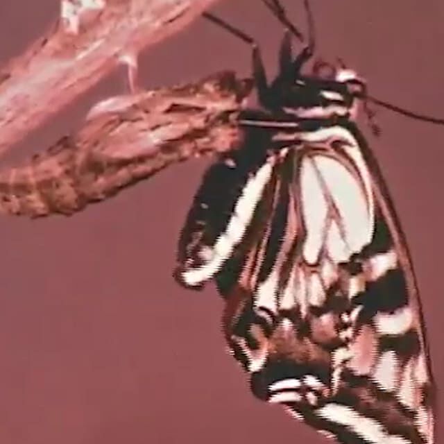 Image de Metamorphose
