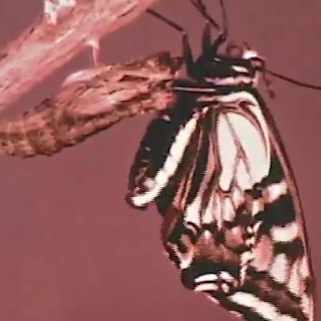 Image de Metamorphose