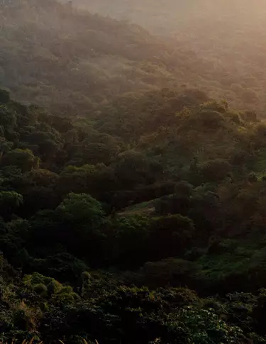 Dense canopee forestiere verdoyante sur des collines ondoyantes, eclairee d’une lumiere solaire douce et d’une legere brume, aux textures de feuillage superposees.