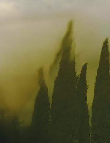 De hautes formes vert fonce, semblables a des cypres, s’elevent a travers une brume jaune-vert, aux contours flous et doux, tandis qu’un voile atmospherique enveloppe la scene.